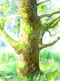 aquarelle-arbre