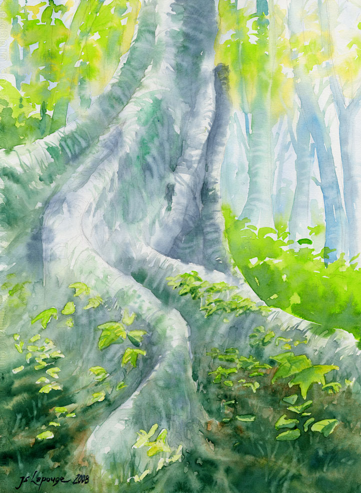 watercolors, the roots of a giant tropical tree