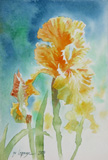 aquarelle de fleurs, Iris jaune