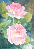 aquarelle de fleurs  , deux roses